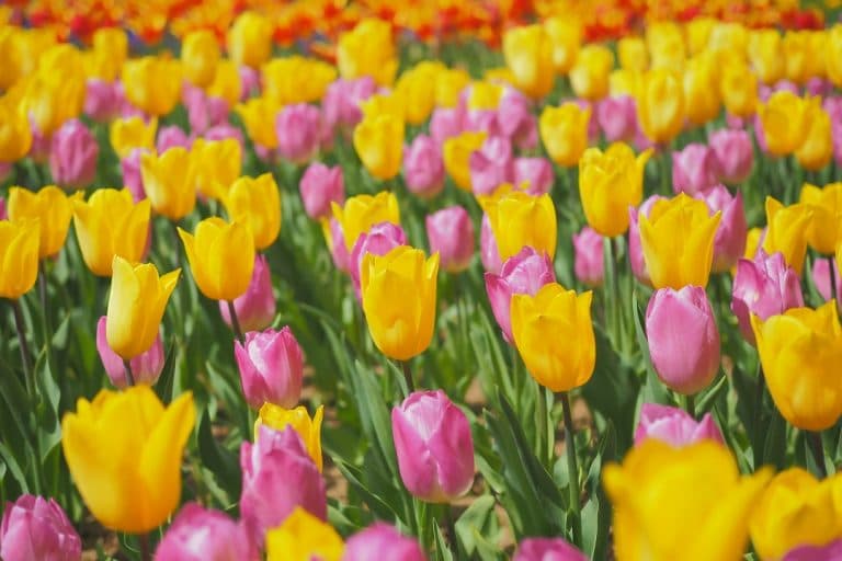 幸せの日（4月4日）｜意味や由来・広報PRに活用するポイントと事例を紹介